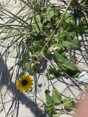 Helianthus debilis