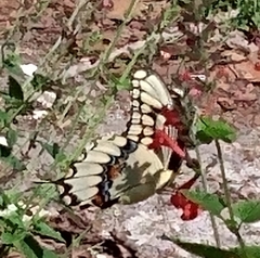 Heraclides cresphontes