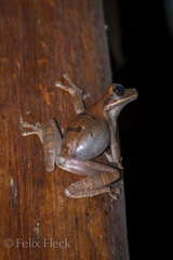 Osteocephalus planiceps
