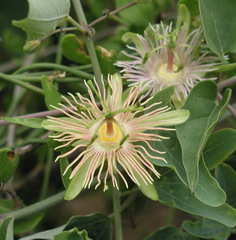 Passiflora mexicana