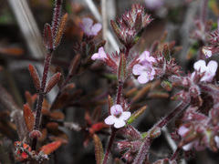 Micromeria canariensis subsp. meridialis image