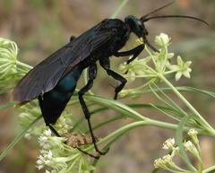 Pepsis mexicana