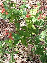 Heraclides cresphontes