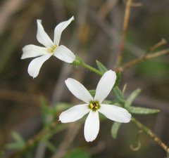 Phlox tenuifolia