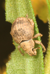 Pseudocneorhinus bifasciatus