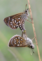 Piruna aea