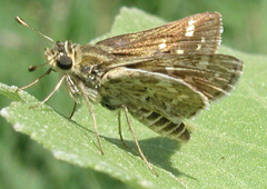 Polites carus