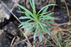Iberis linifolia