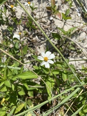 Bidens alba