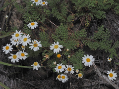 Argyranthemum adauctum gracile