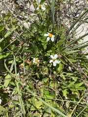 Bidens alba