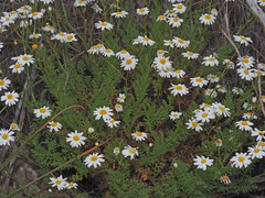 Argyranthemum adauctum gracile