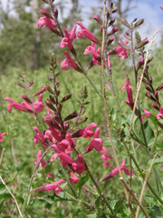 Salvia lemmonii
