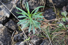 Iberis linifolia