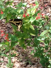 Heraclides cresphontes