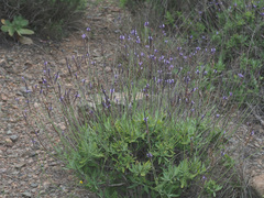 Lavandula minutolii