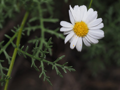 Argyranthemum adauctum gracile