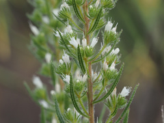 Echium onosmifolium