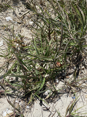 Poaceae