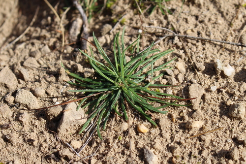 Armeria girardii, photograph 3