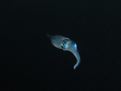 photo of Bigfin Reef Squid (Sepioteuthis lessoniana)