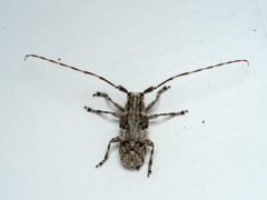 Mesosa nebulosa