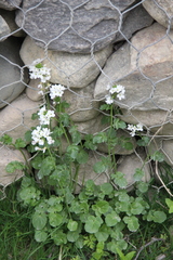 Cardamine raphanifolia acris