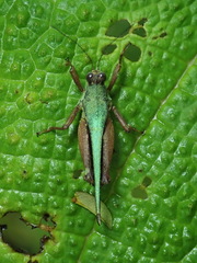 Scaria