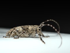 Mesosa nebulosa