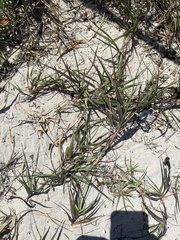 Poaceae
