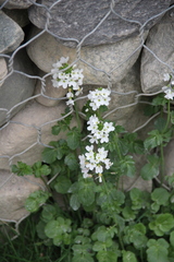 Cardamine raphanifolia acris