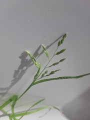 Poa annua