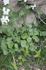 Cardamine raphanifolia acris