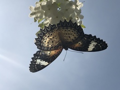 Cethosia cyane