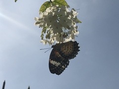 Cethosia cyane