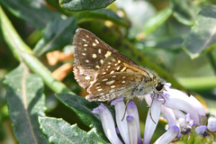 Butleria elwesi