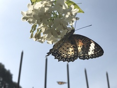 Cethosia cyane