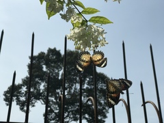 Cethosia cyane