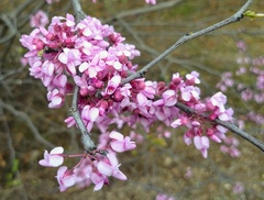 Cercis canadensis
