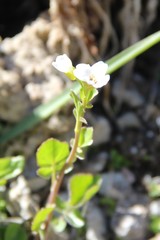 Cardamine raphanifolia acris