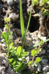 Cardamine raphanifolia acris