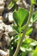 Cardamine raphanifolia acris