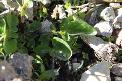 Cardamine raphanifolia acris