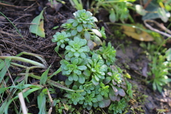 Sedum cepaea