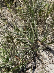 Poaceae