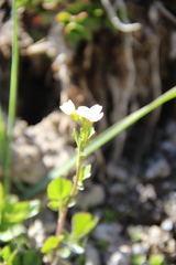 Cardamine raphanifolia acris