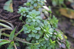Sedum cepaea