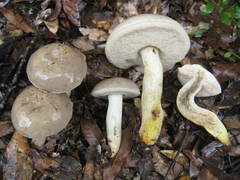 Retiboletus griseus