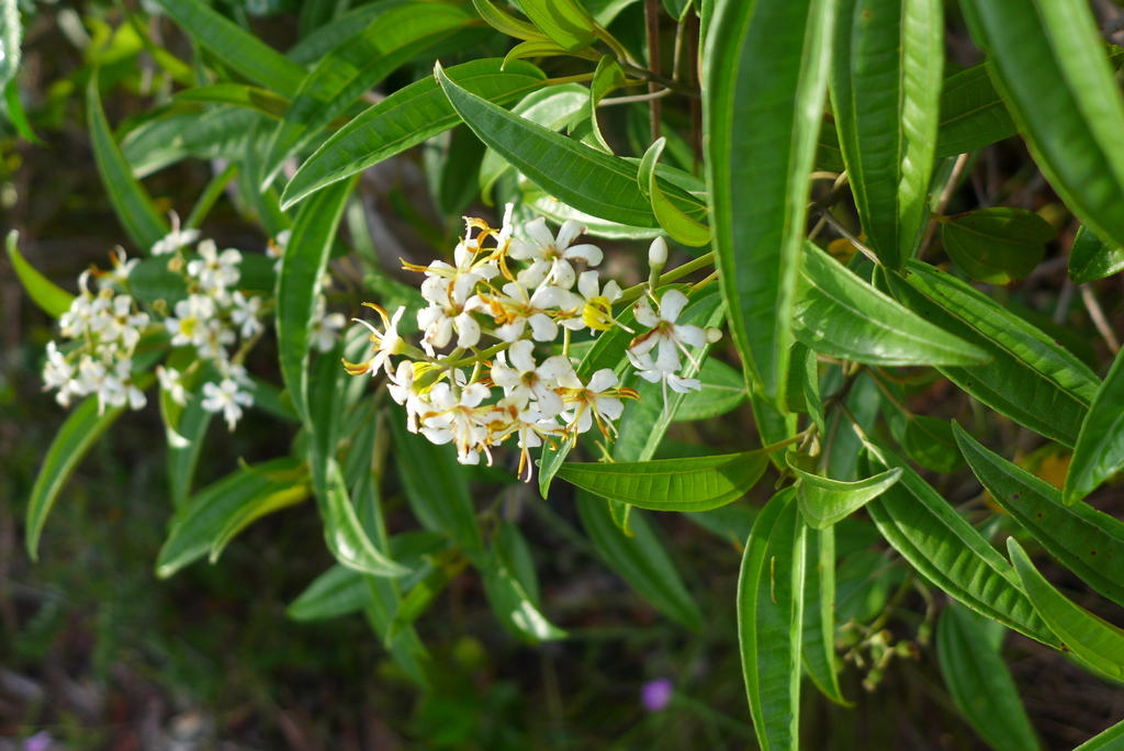 Miconia bicolor