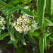 Miconia bicolor - Photo (c) Scott Zona, μερικά δικαιώματα διατηρούνται (CC BY-NC)